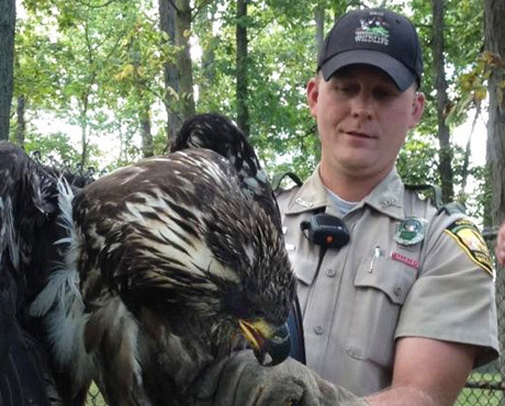 Injured Juvenile Eagle Rescued & Released