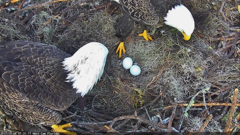 ‘Tis the Season for Hatching Eagle Eggs | American Eagle Foundation