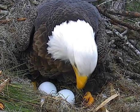 ‘Tis the Season for Hatching Eagle Eggs
