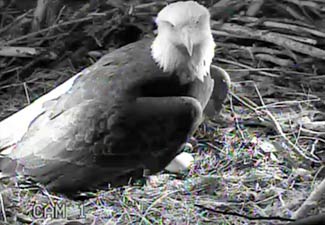 2012 Nesting Season | American Eagle Foundation