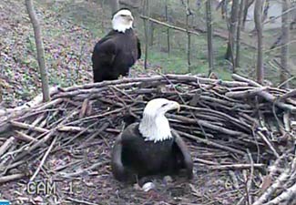 2012 Nesting Season | American Eagle Foundation