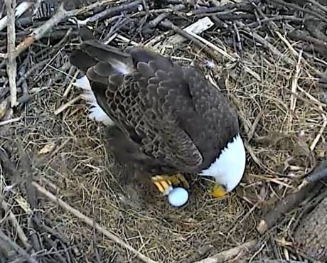 Bald Eagles Mr. President & The First Lady Welcome First Egg of 2018