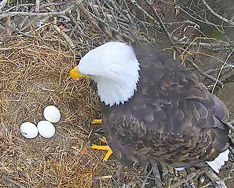 AEF’s Smoky Mountain Eagle Nest Cam Is Now Live