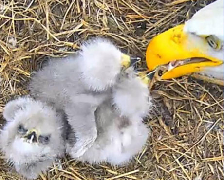 Three Baby Eaglets Have Hatched in Smoky Mountain Nest