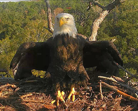5 Best Eagle Cams From Florida To Washington