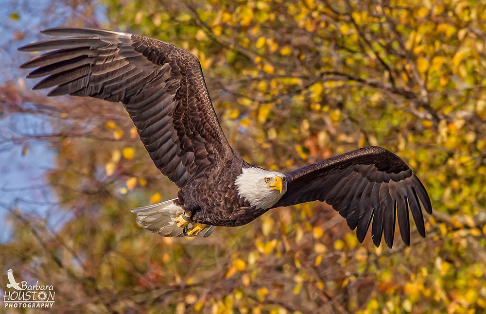 Success story: Bald eagle released by SF Zoo 20 years ago