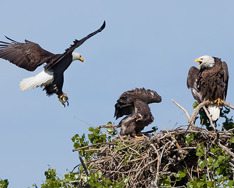 Colorado Front Range Eagle Nests Need Immediate Help