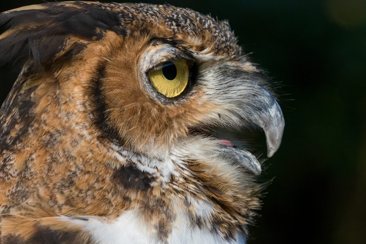 MEET OUR BIRDS | American Eagle Foundation