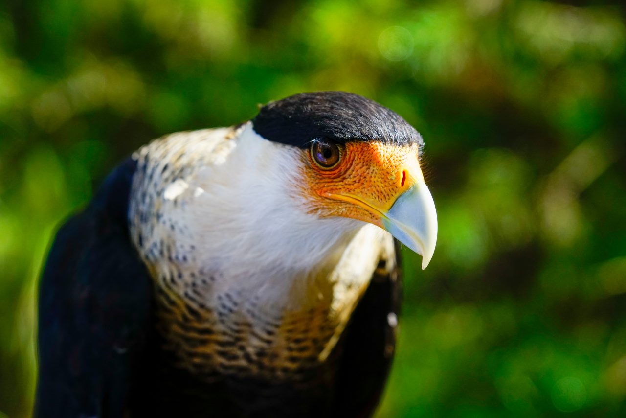 American Eagle Foundation Protecting and Caring for Bald Eagles and