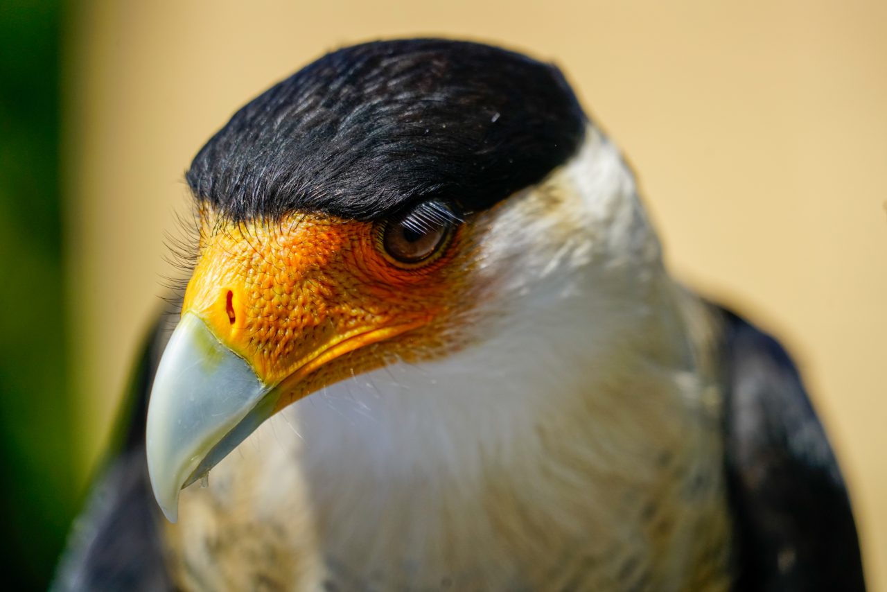 MEET OUR BIRDS | American Eagle Foundation