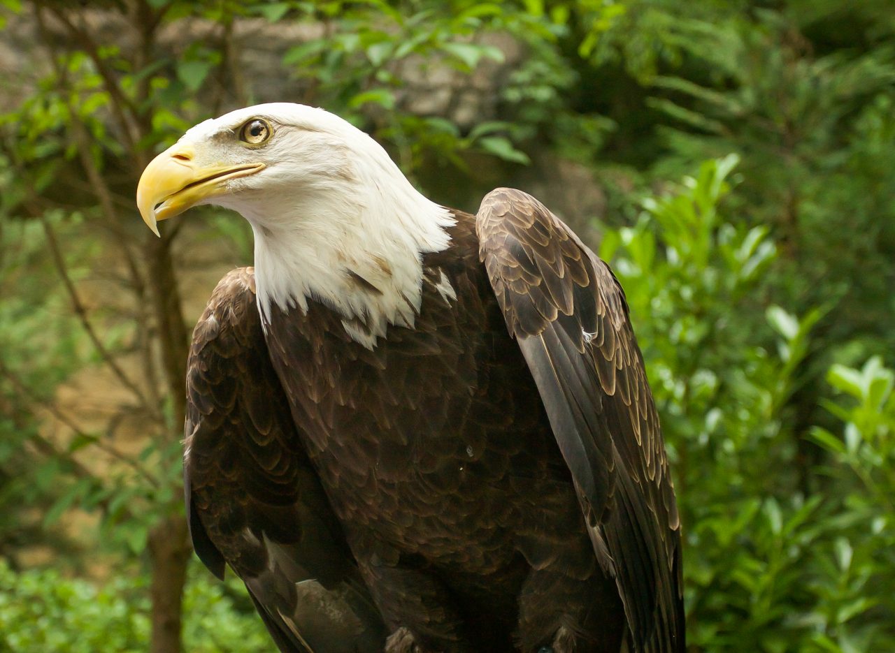 americans eagle