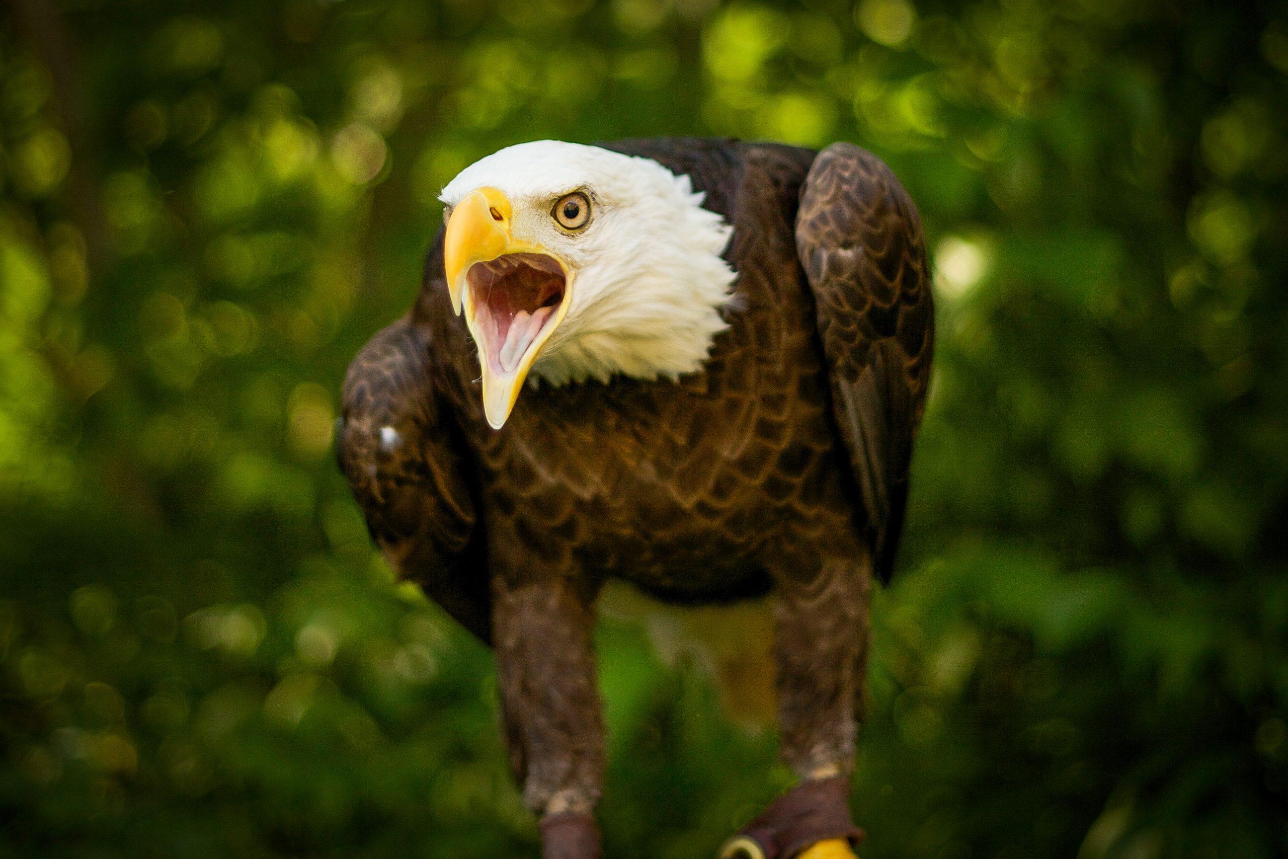 american bald eagle bird