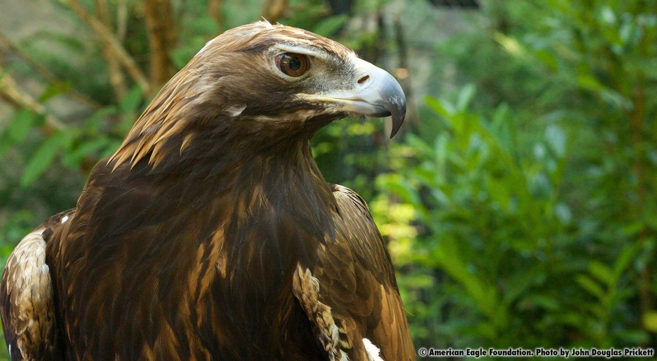 American Eagle Foundation | Protecting and Caring for Bald Eagles and
