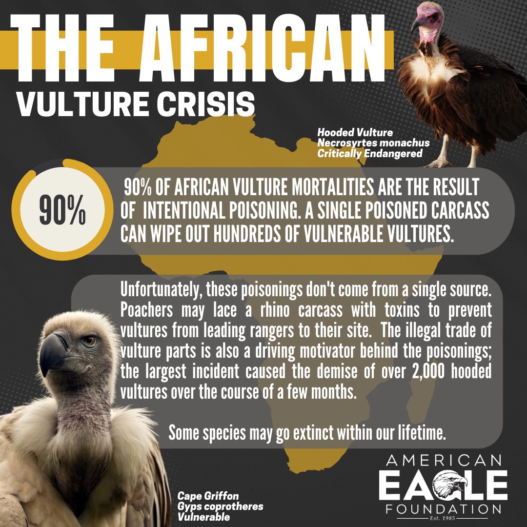 International Vulture Awareness Day American Eagle Foundation