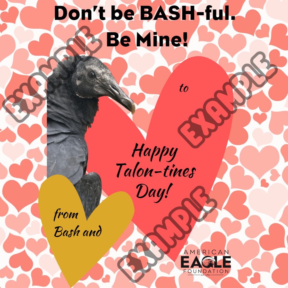 Talon-tines Bash | American Eagle Foundation