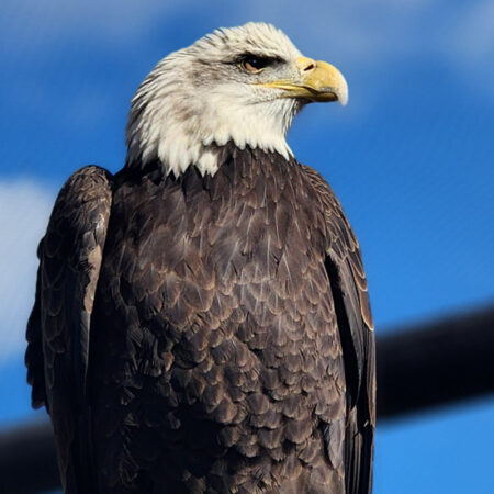 Unity Wings Donation