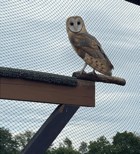 Barn Owl