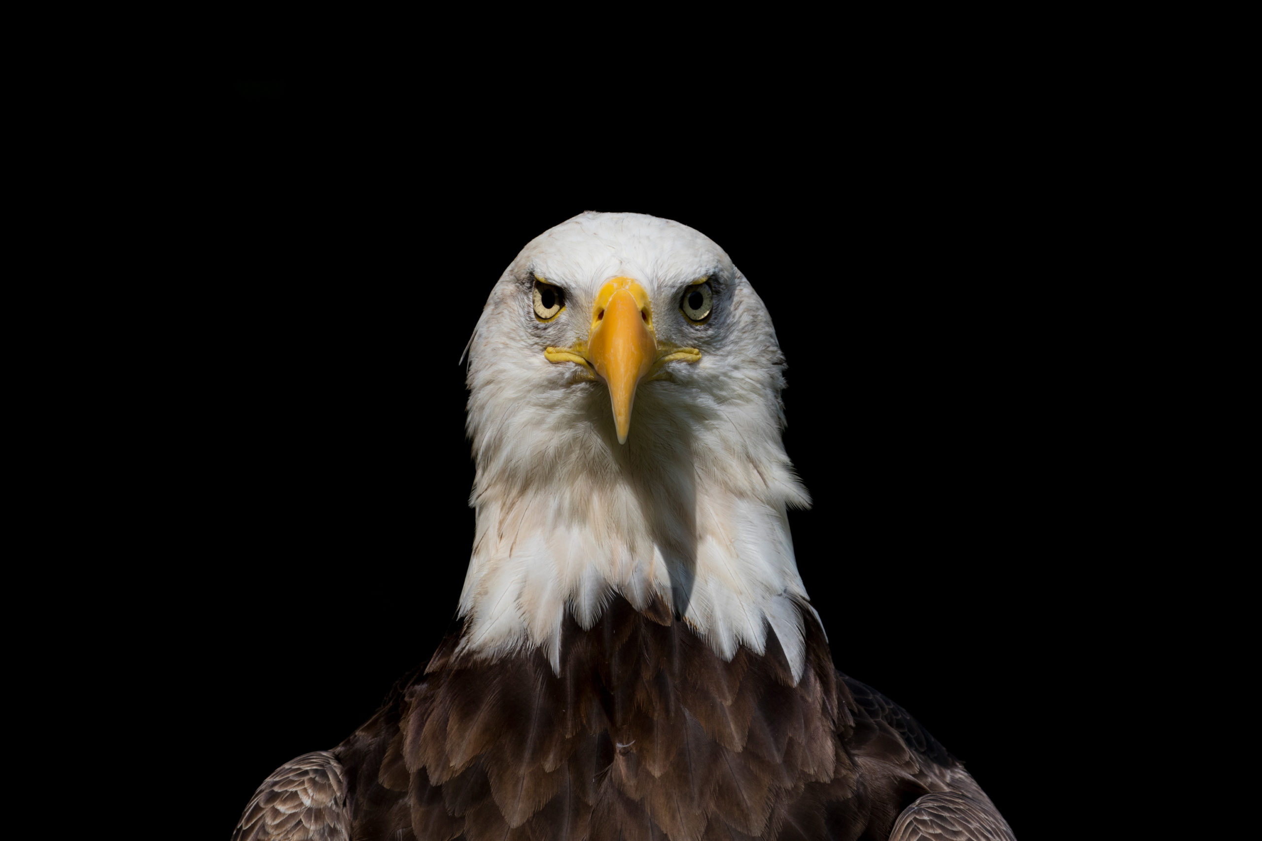 Bald Eagles and American Birds of Prey 