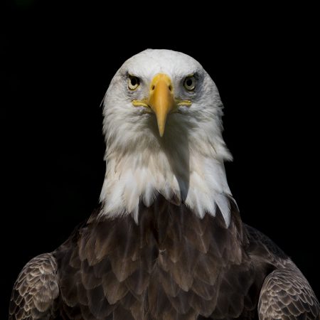 American Eagle Foundation | Protecting and Caring for Bald Eagles and ...